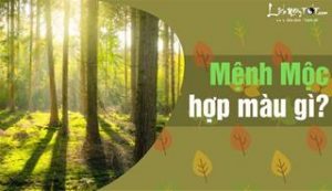 Menh Moc hop mau gi nhat dung mau sac nhu the nao de luon gap may man - Xây Lăng Mộ đá, Xây Mộ đá